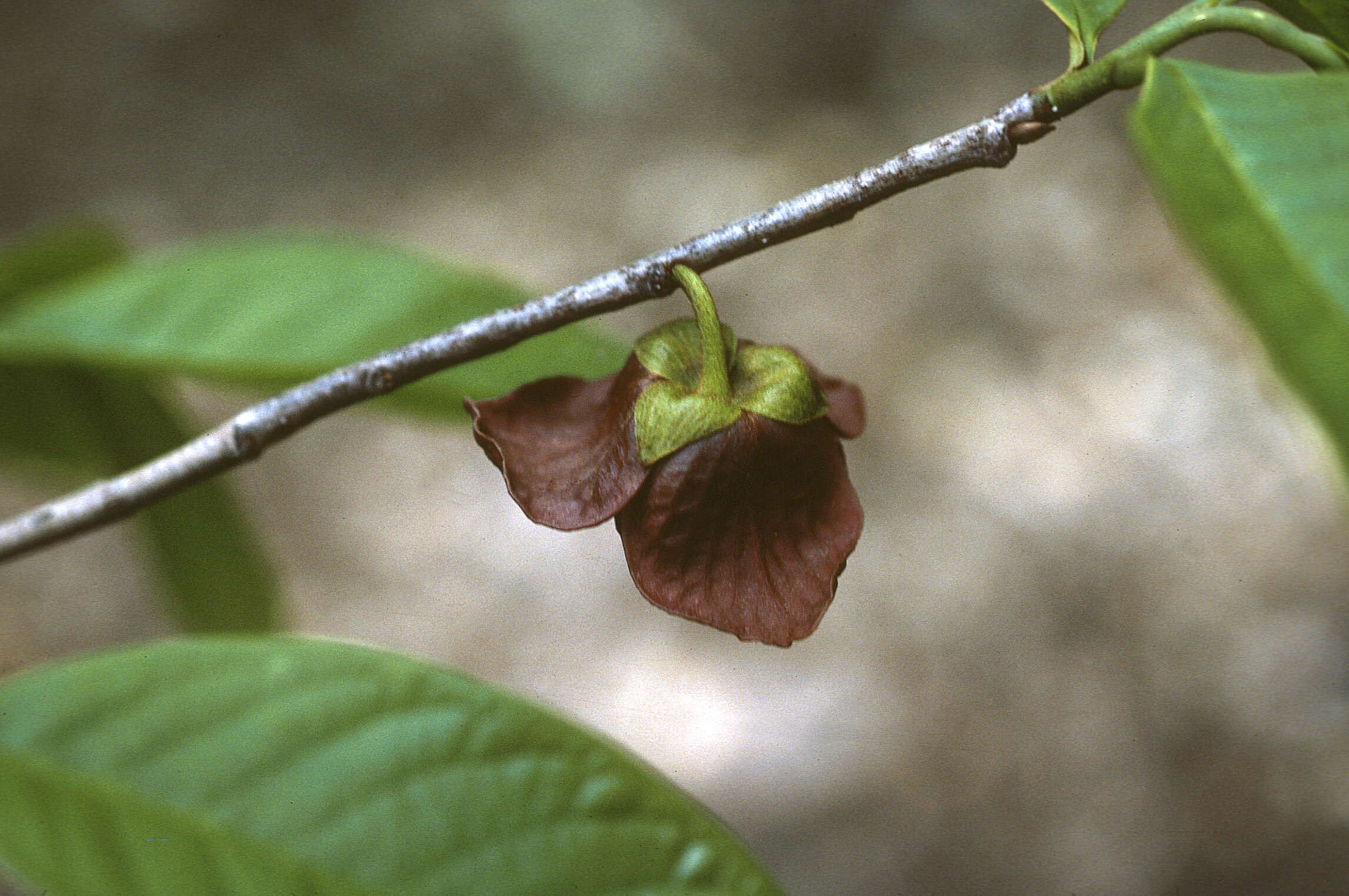 Image of Indian-banana