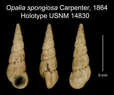 Image of Opalia spongiosa Carpenter 1864