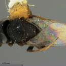 Image of Parasitoid wasp