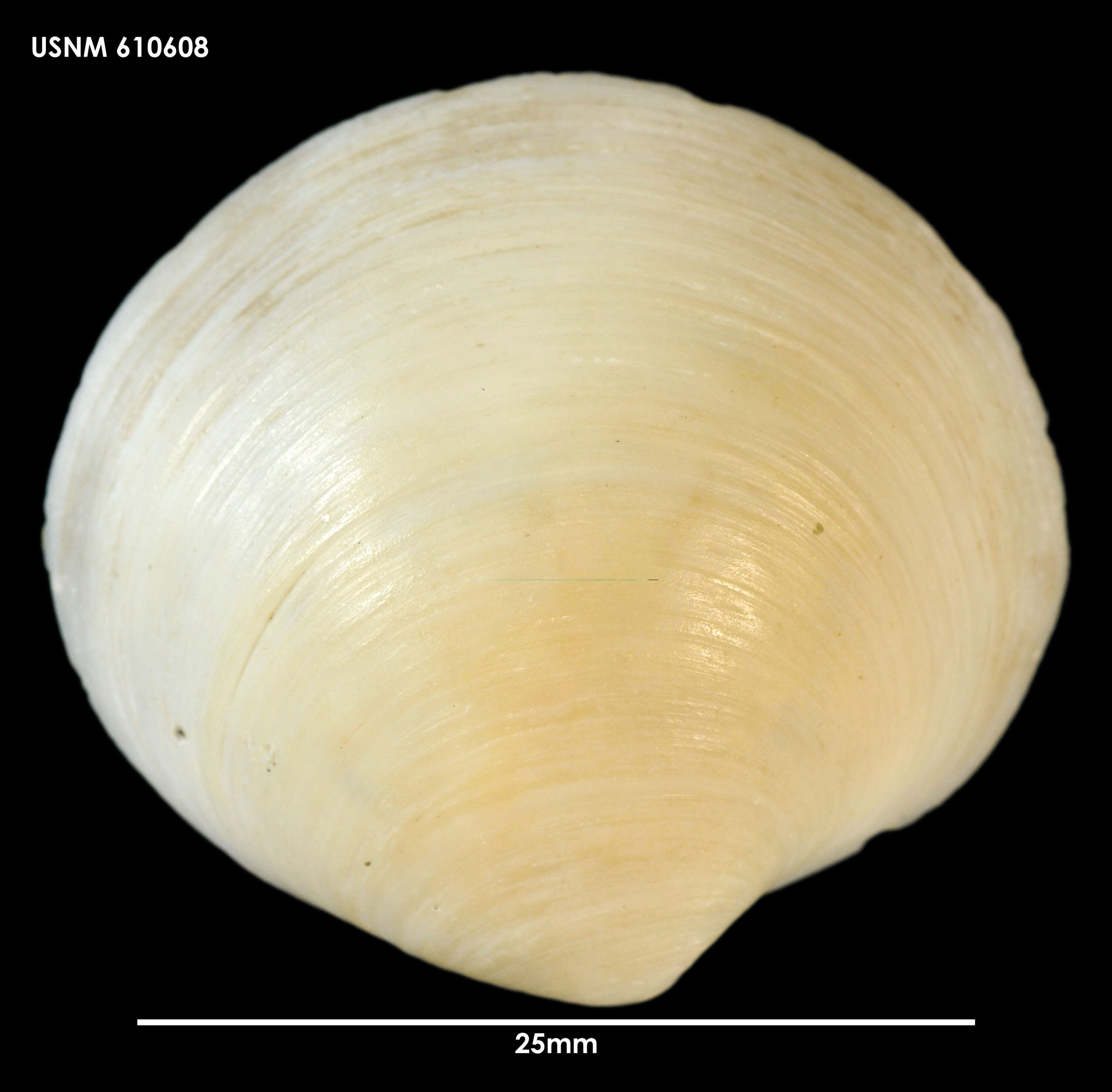 Image of Zemysina globus (Finlay 1926)
