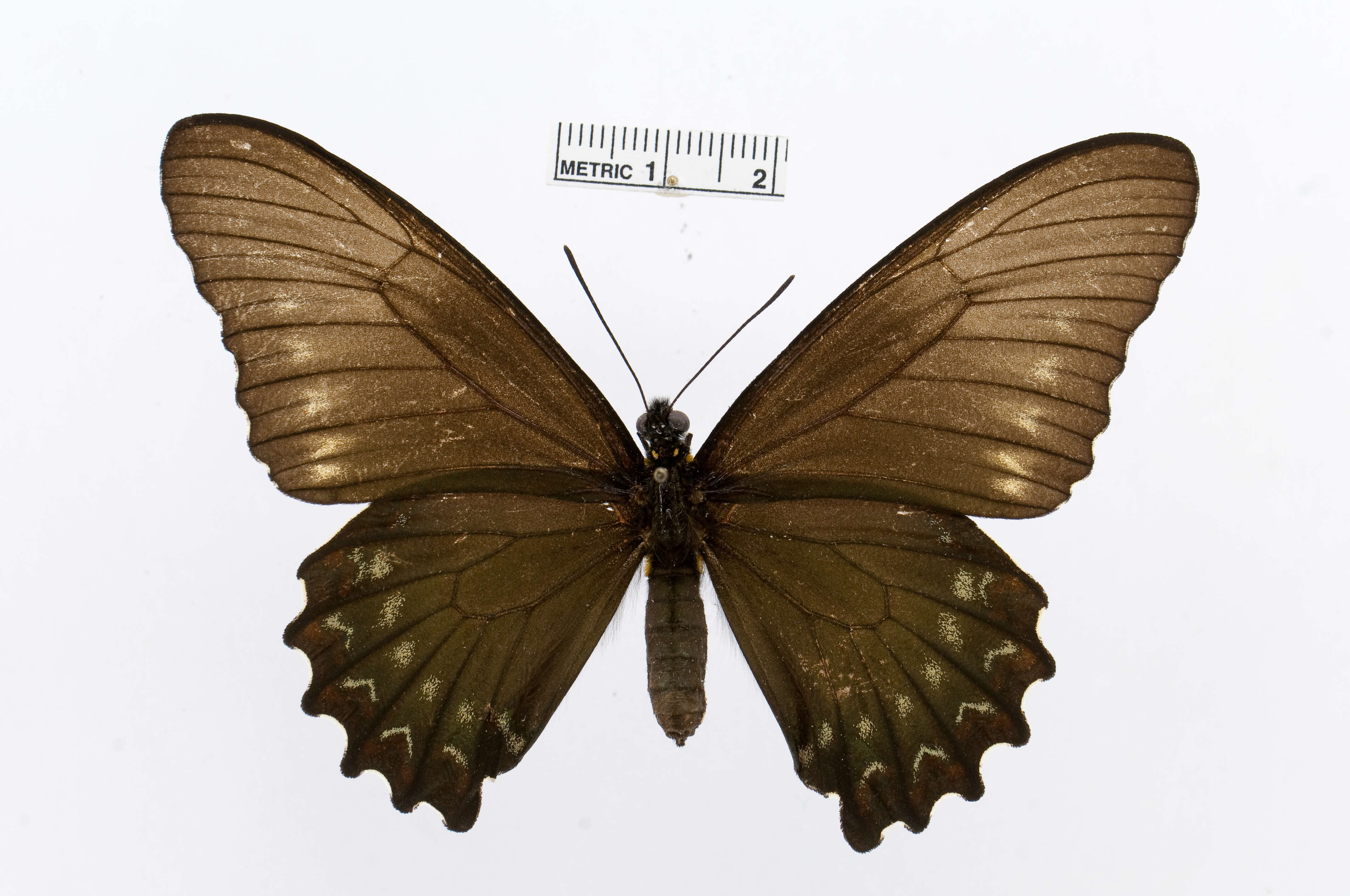 Sivun Battus polystictus (Butler 1874) kuva