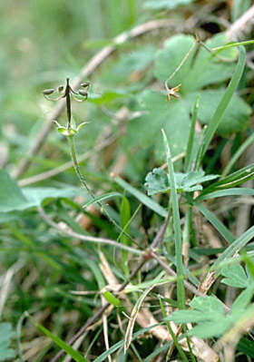 Image of Australasian geranium