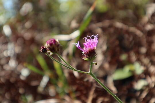 Image of stemless ironweed