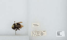 Image of Van Dyke Bumble Bee