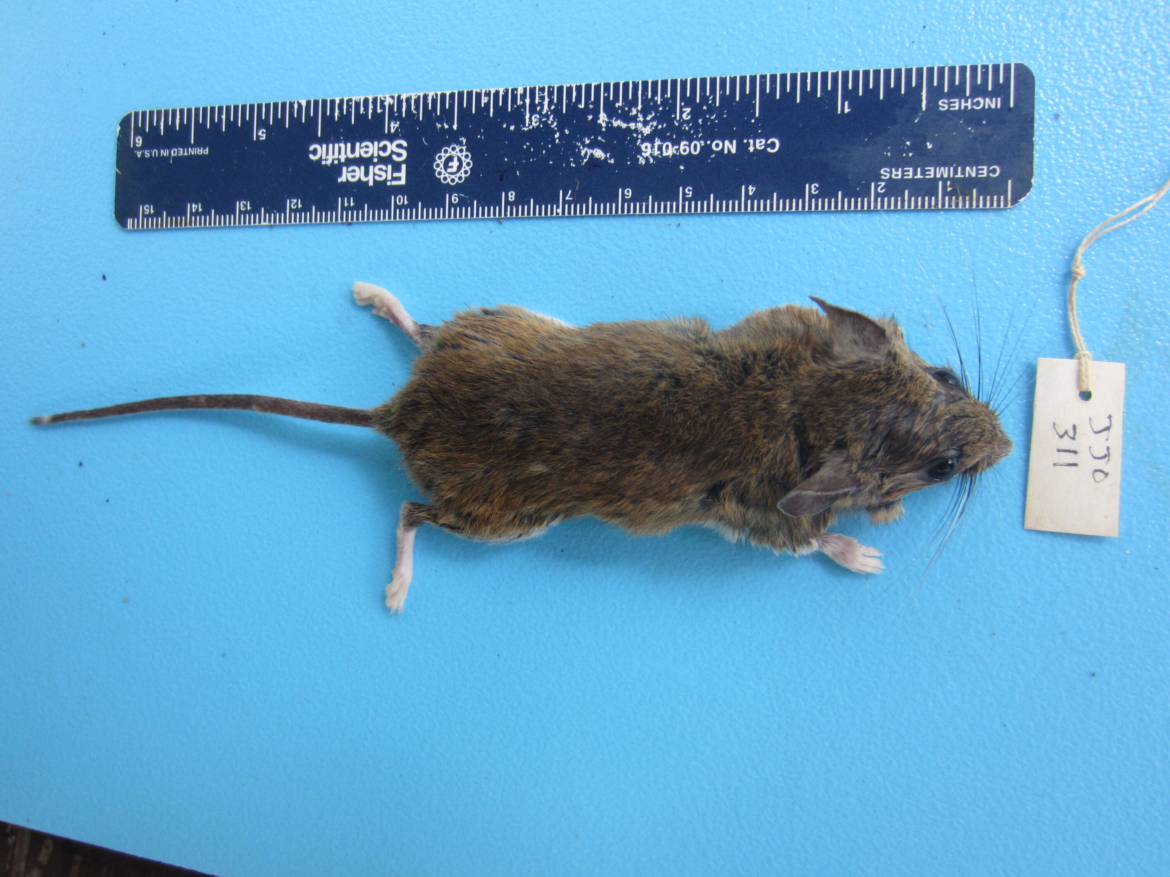 Image of White-footed Deermouse