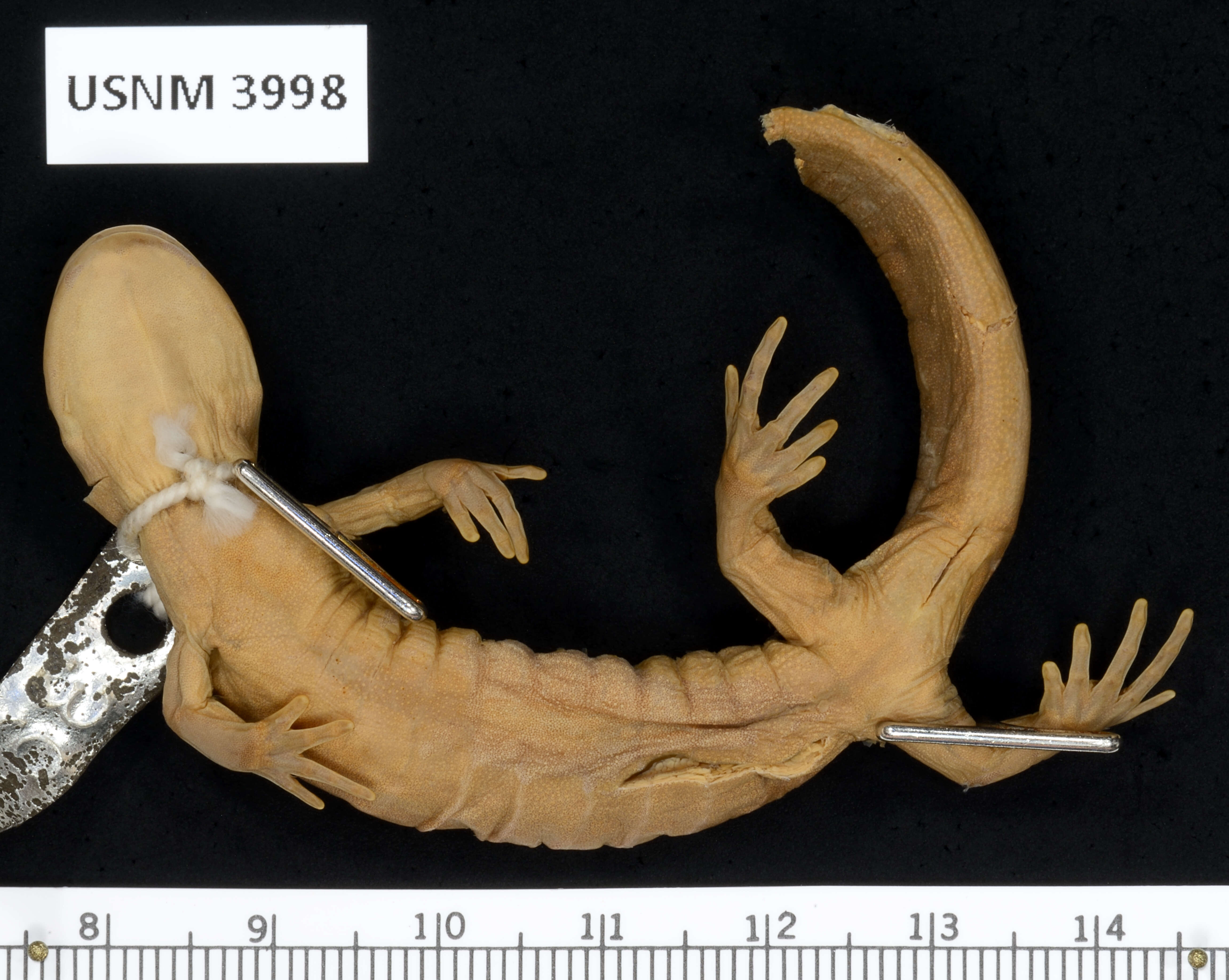 Sivun Ambystoma jeffersonianum (Green 1827) kuva