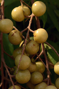 Image of wingleaf soapberry