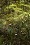 Image of Ram's head lady's slipper