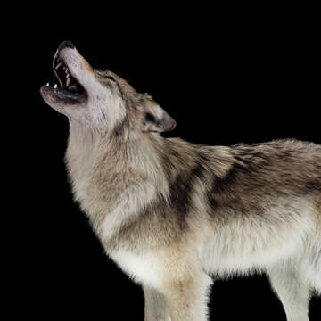 Image of gray wolf