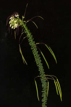 Image of Cleome spinosa Jacq.