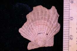 Image de Pecten glyptus A. E. Verrill 1882