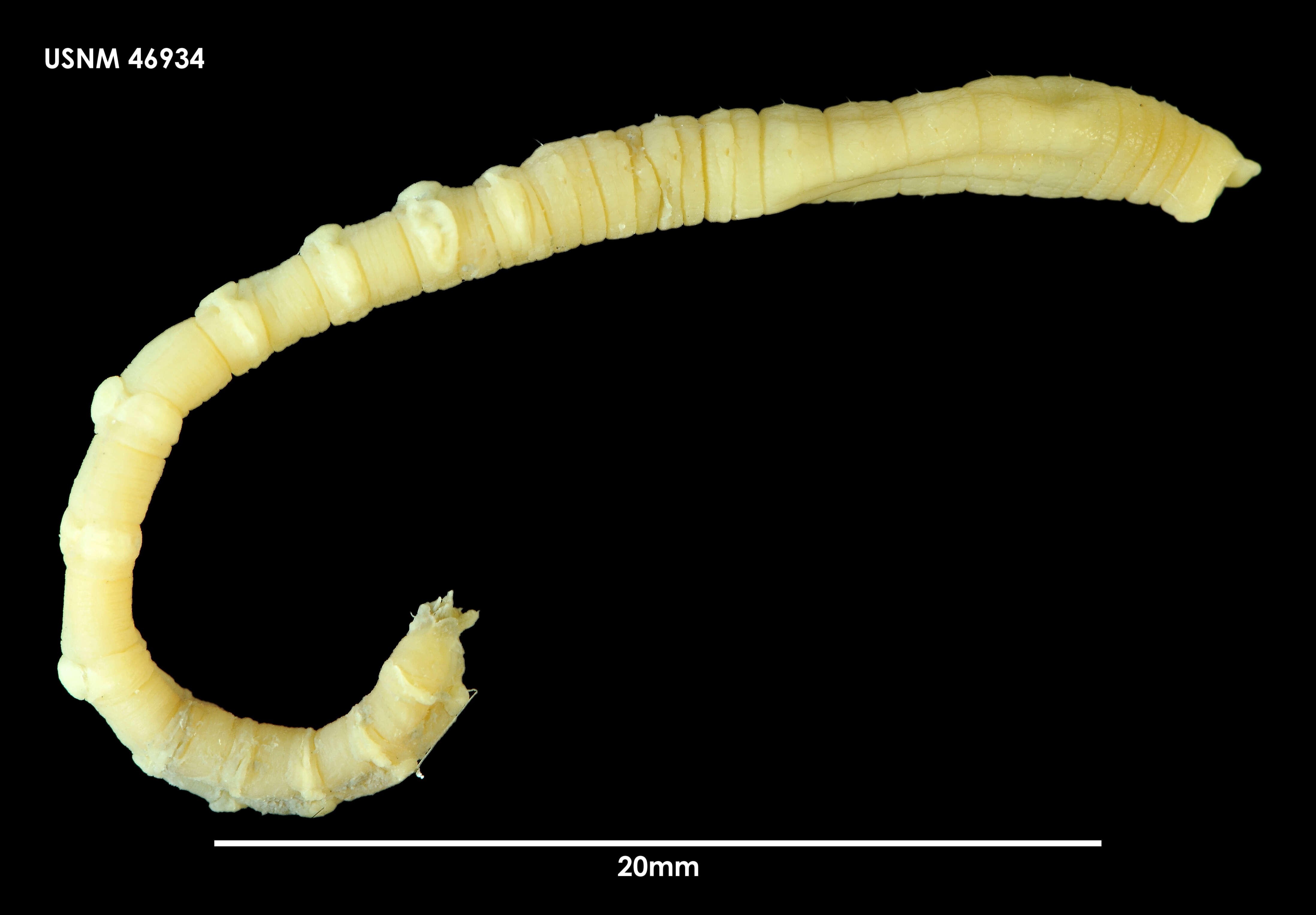 Image of Notomastus M. Sars 1851