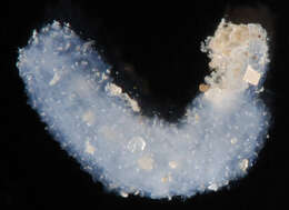 Image of slender footless sea cucumber