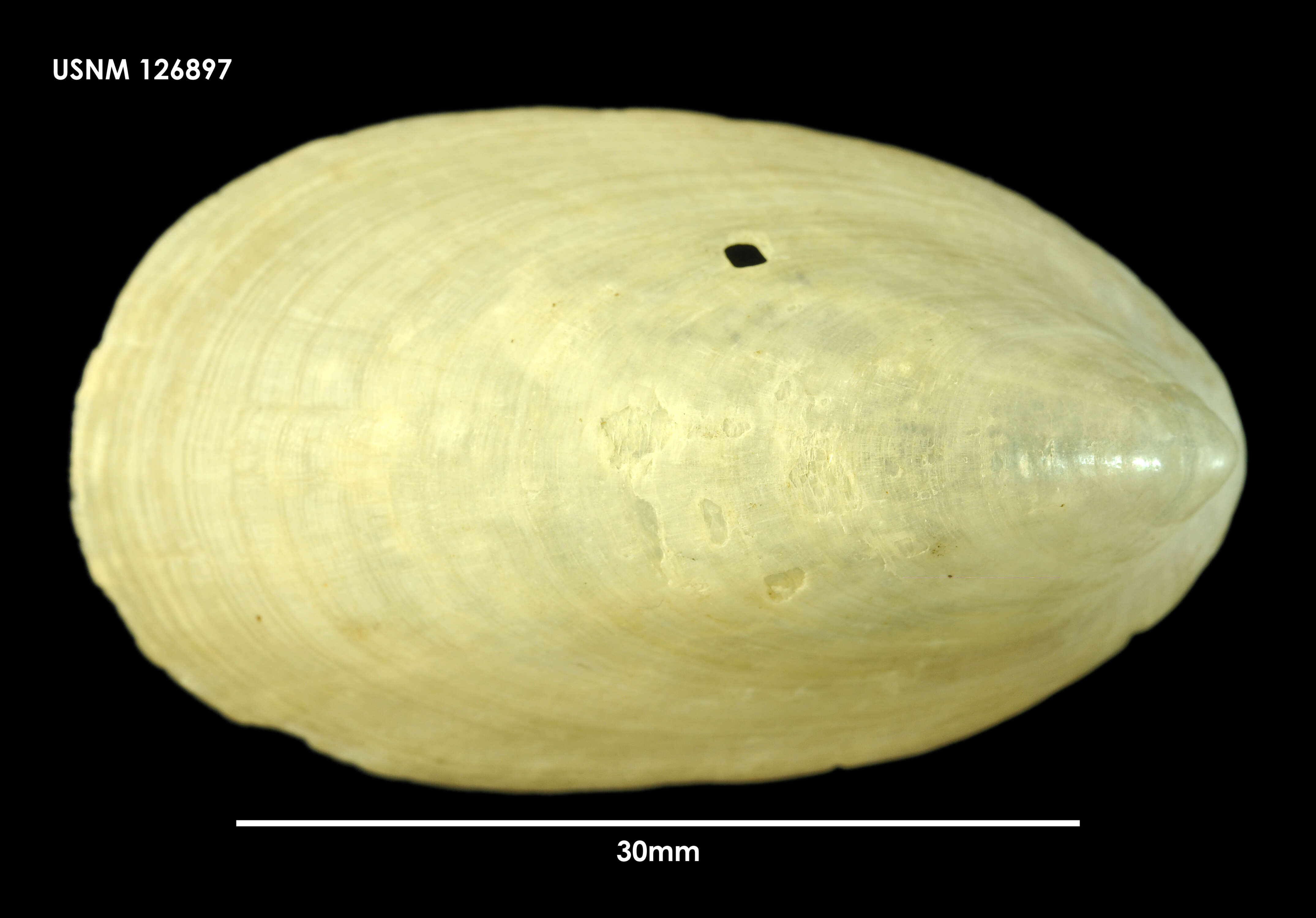 Sivun Nacella mytilina (Helbling 1779) kuva