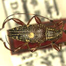 Image of Cobelura stockwelli Corbett 2004