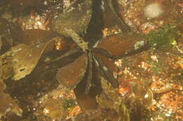 Image of Phaeophyceae