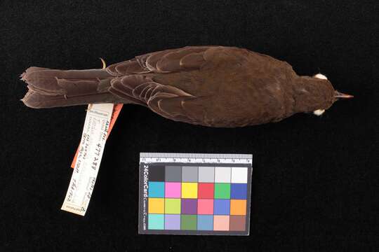 Image of Turdus assimilis croizati Phillips & AR 1991