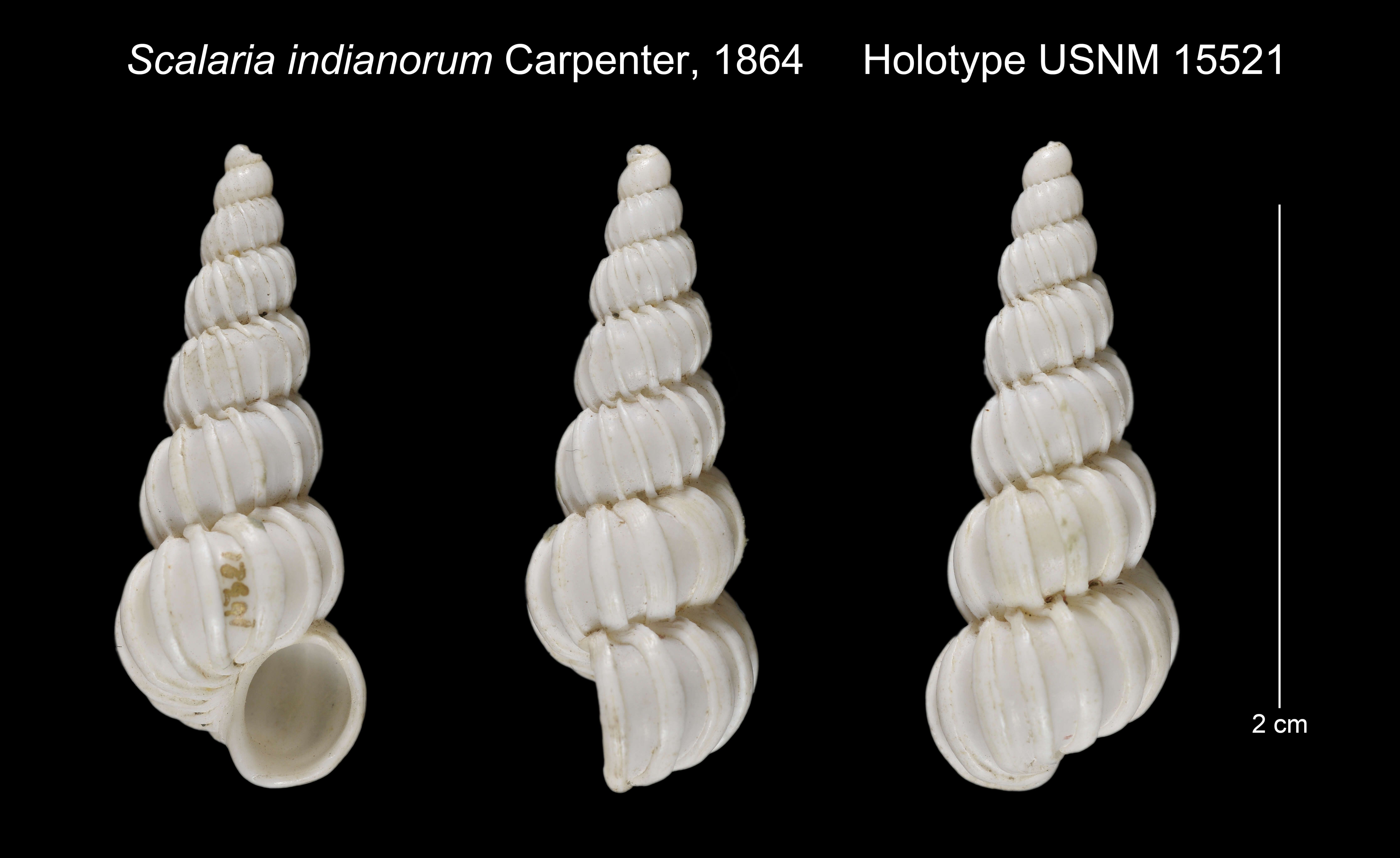 Image of Epitonium indianorum (Carpenter 1865)