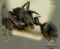 Image de Polyrhachis geminata Mann 1919