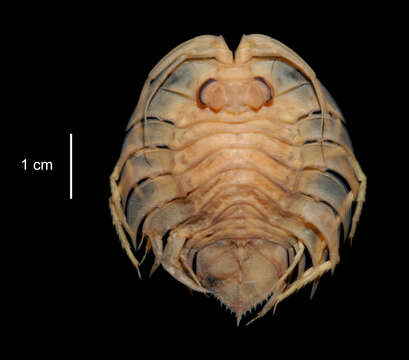 Image of Ceratoserolis Cals 1977