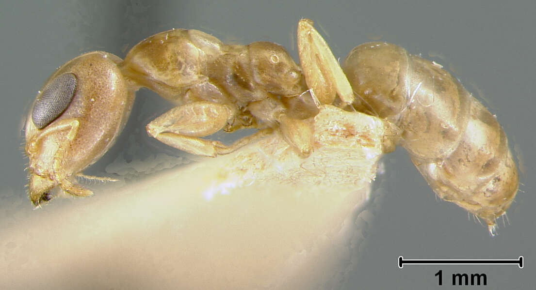 Plancia ëd Gesomyrmex luzonensis (Wheeler 1916)