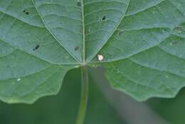 صورة Plukenetia serrata (Vell.) L. J. Gillespie