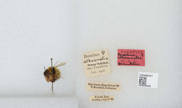 Image of Bombus jonellus (Kirby 1802)