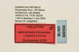 Image of Leptostylopsis chlorescens Lingafelter & Micheli 2009