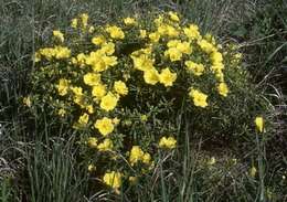 Imagem de Oenothera berlandieri subsp. berlandieri