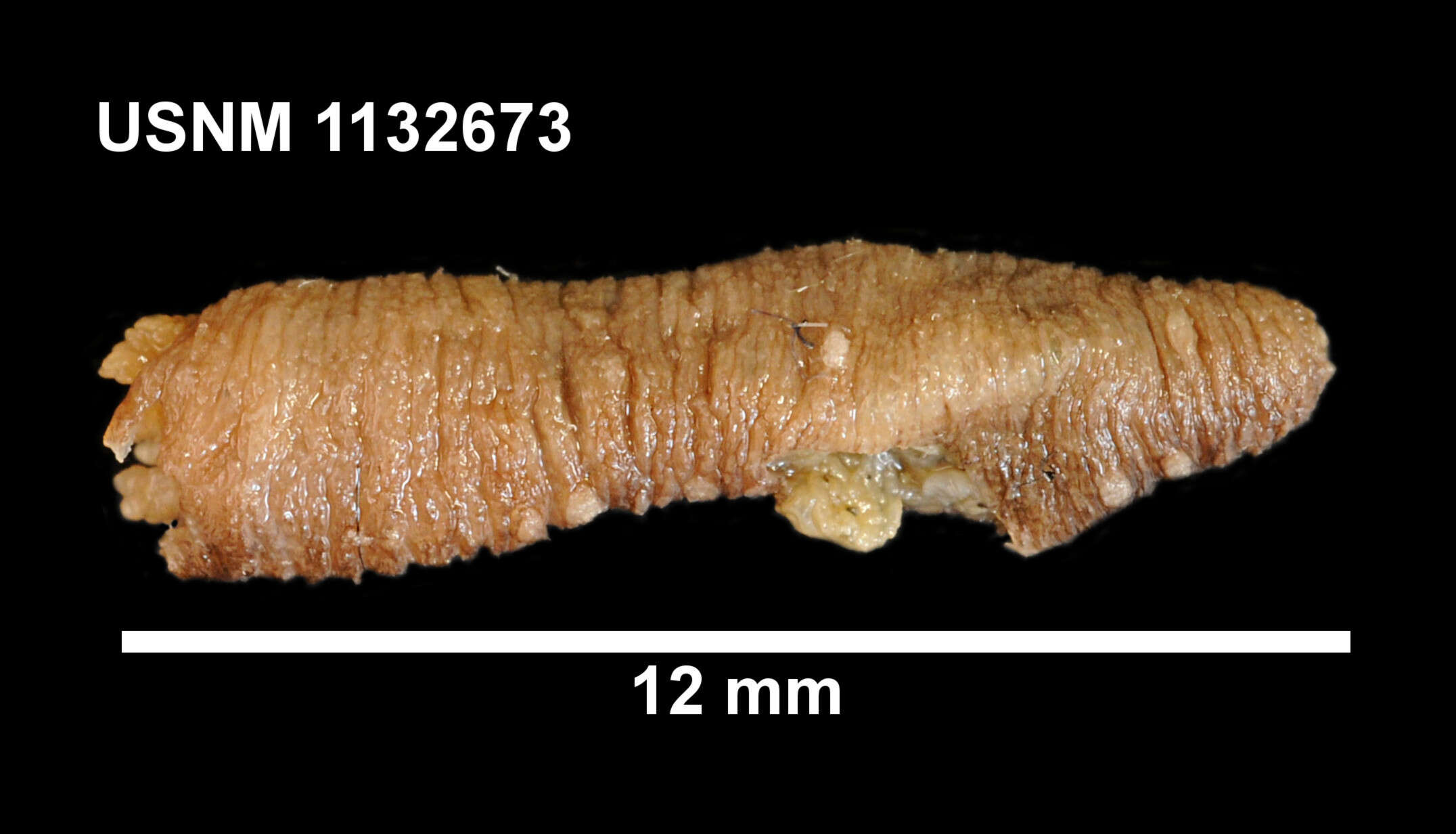 Image of Sigmodota contorta (Ludwig 1875)