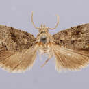 Image of Moth