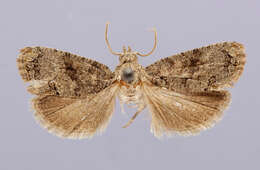 Image of Moth