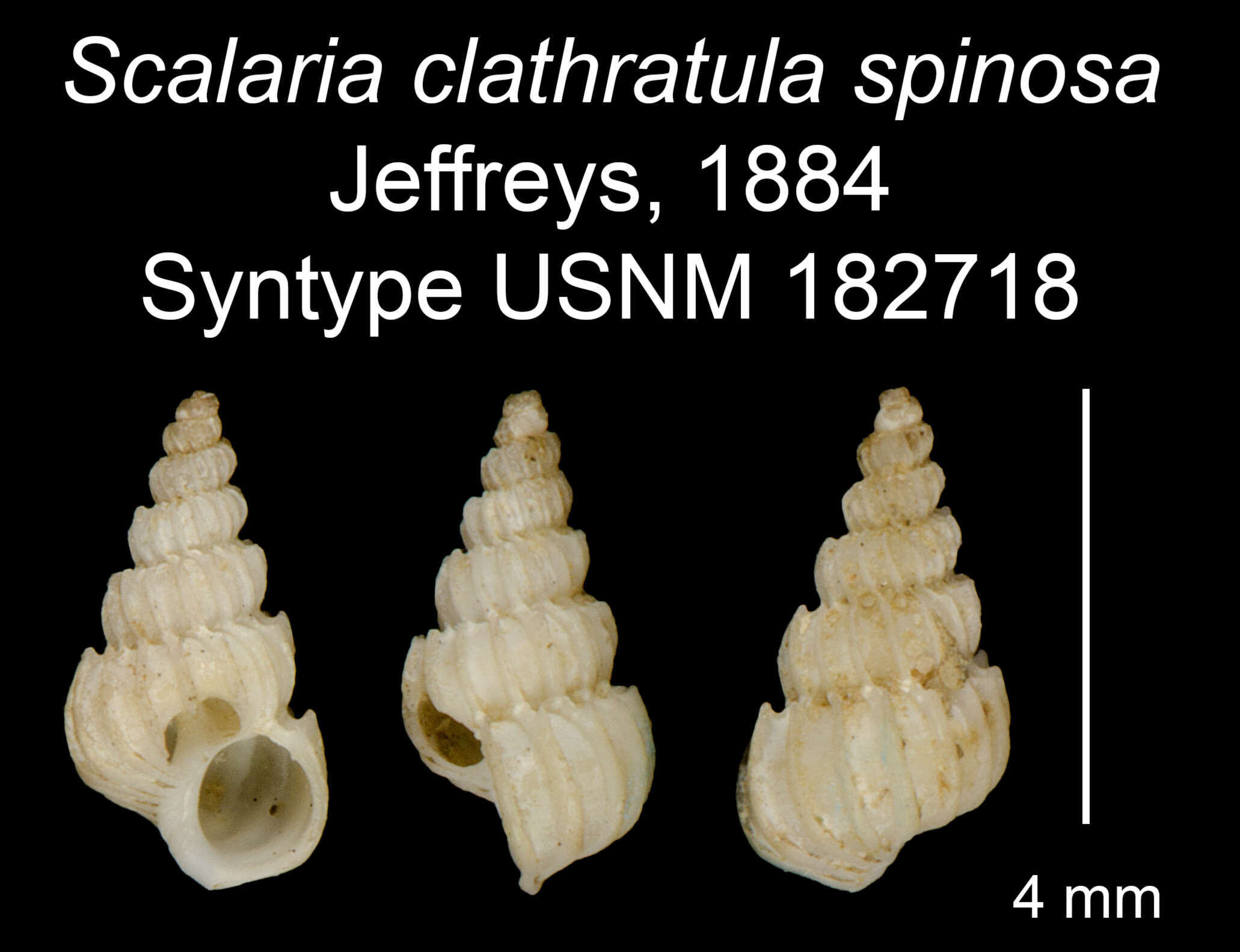 Image of Epitonium dallianum (Verrill & S. Smith)