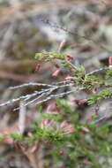 Image of pine barren goldenheather