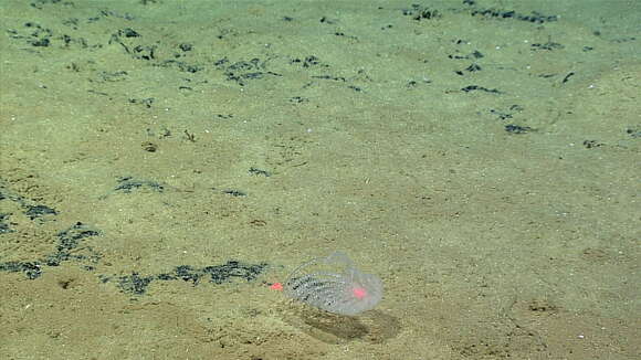 Image of Lyre Coral