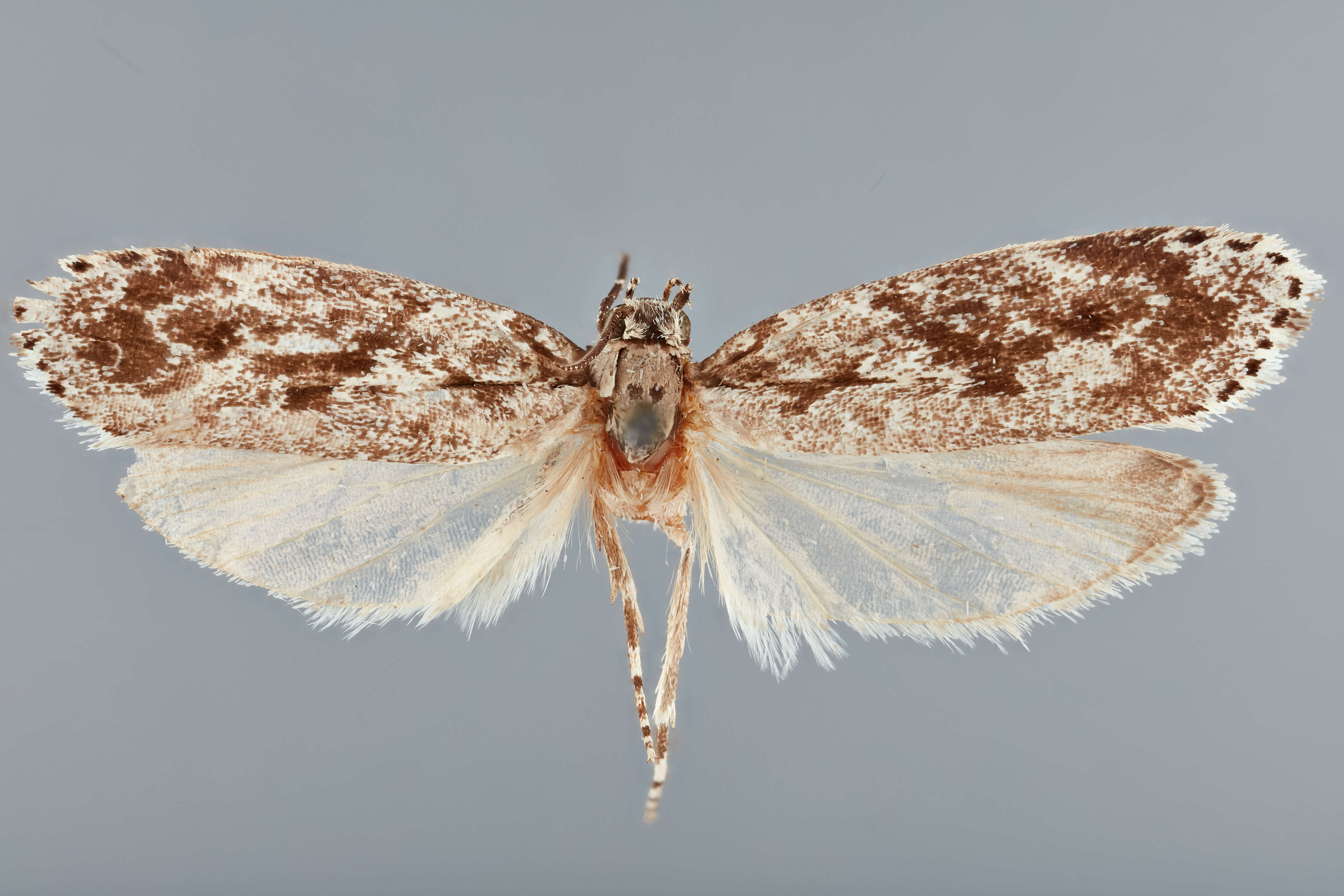 Image of Ethmia transversella Busck 1914