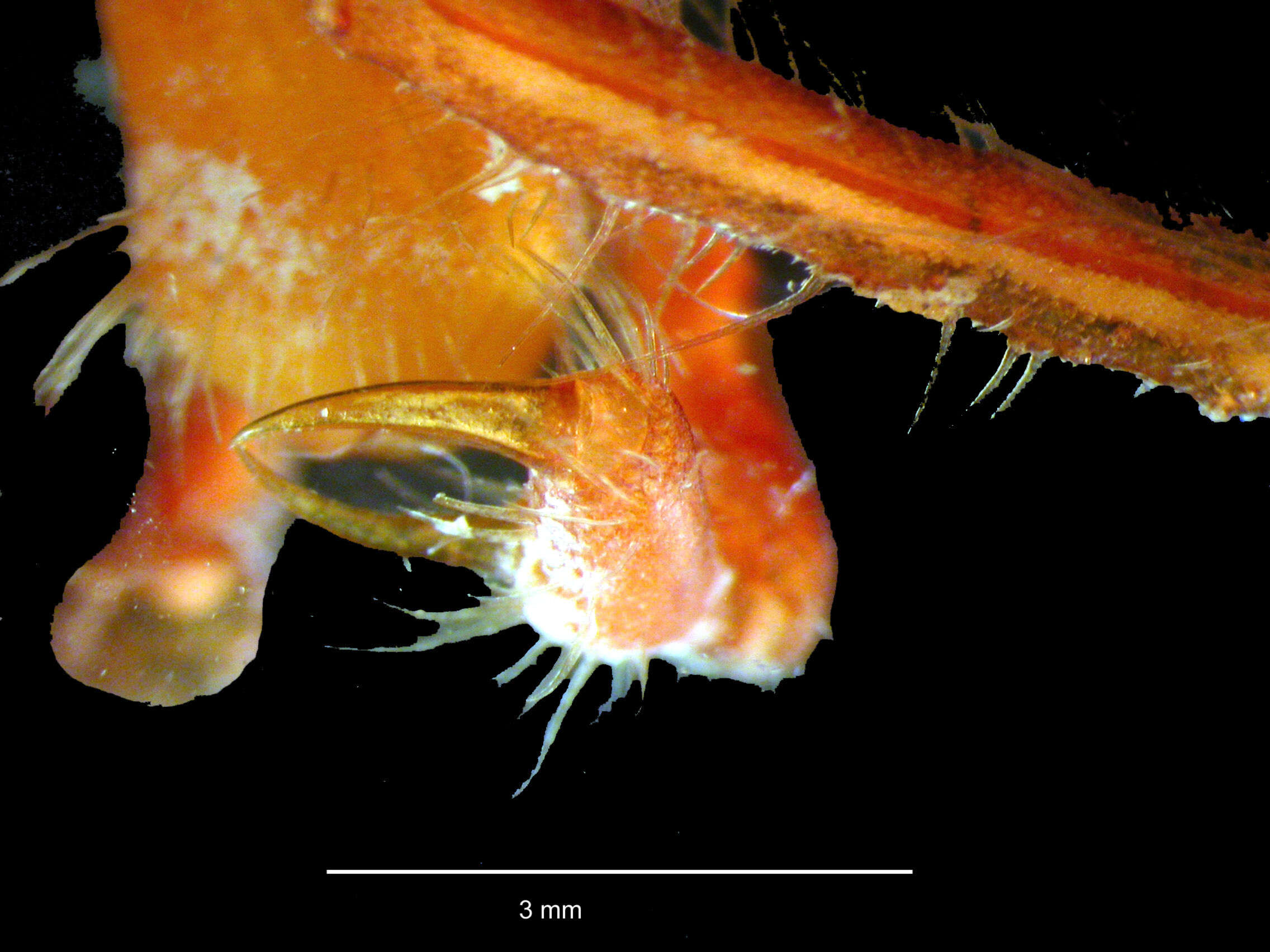 Image of Pallenopsis lateralia Child 1995