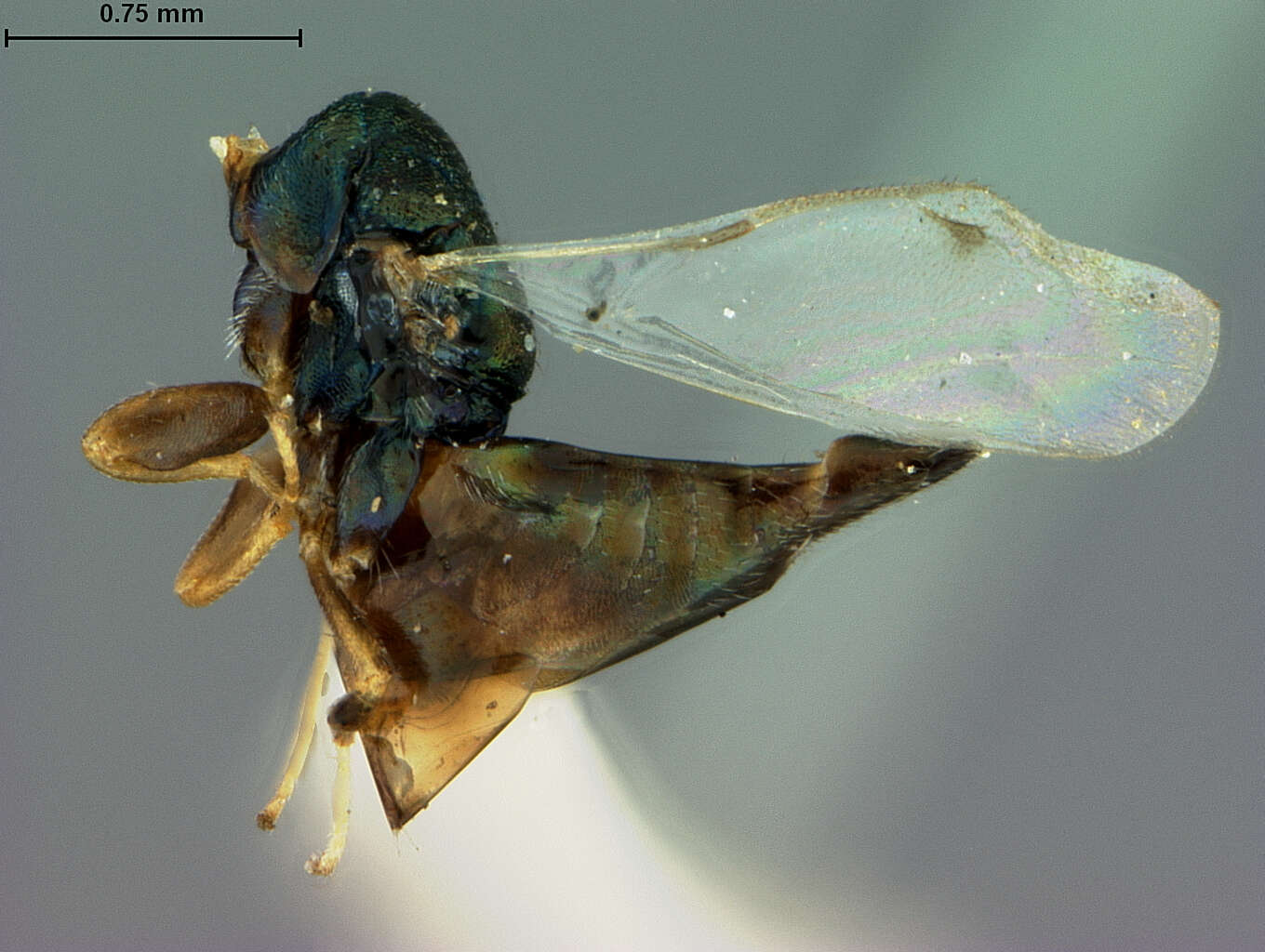 Image de Cheiropachus arizonensis (Ashmead 1904)