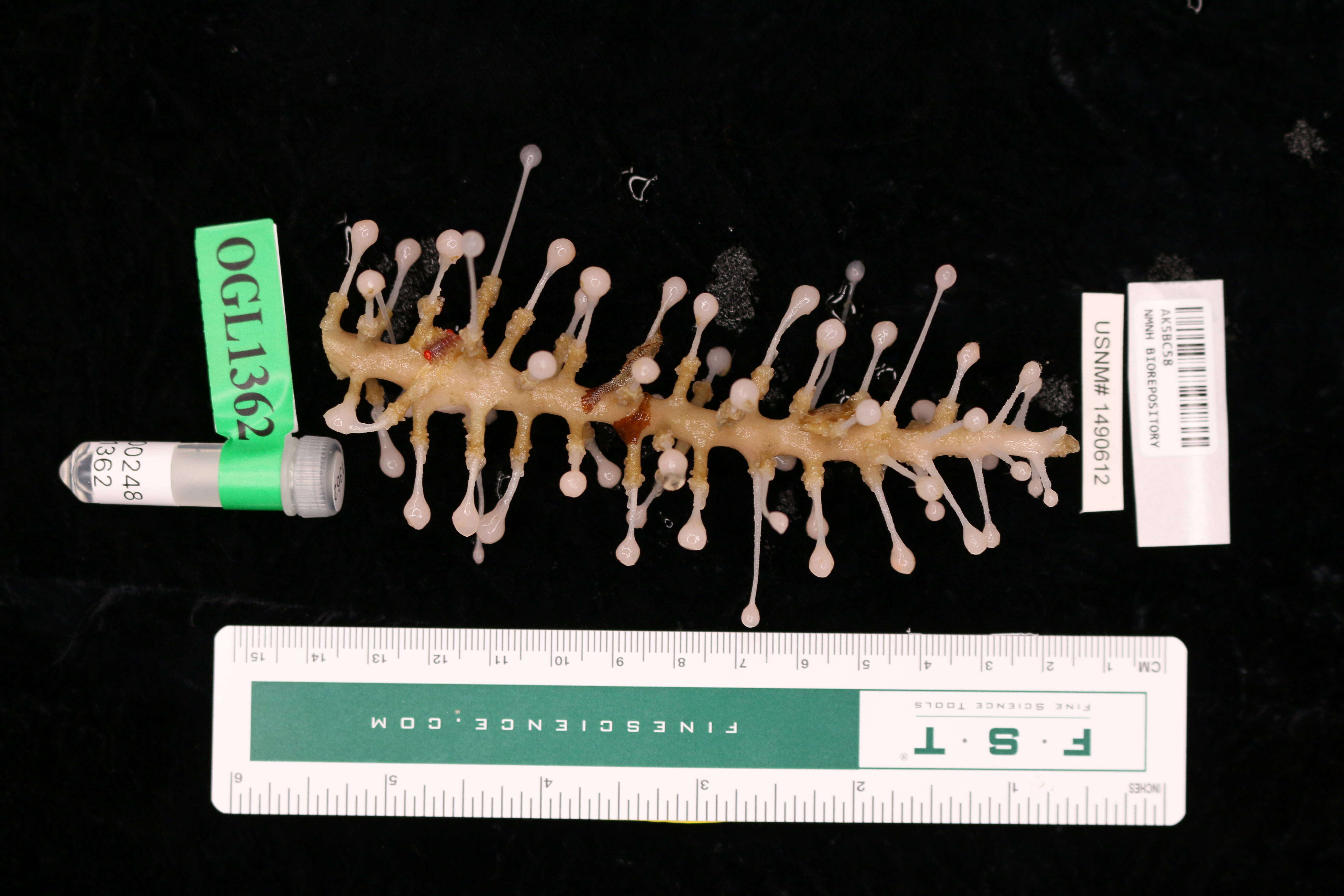 Image of Chondrocladia Thomson 1873