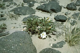 Imagem de Oenothera psammophila (A. Nels. & Macbr.) W. L. Wagner, R. E. Stockhouse & W. M. Klein