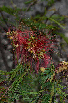 Image of Calliandra houstoniana var. anomala (Kunth) Barneby