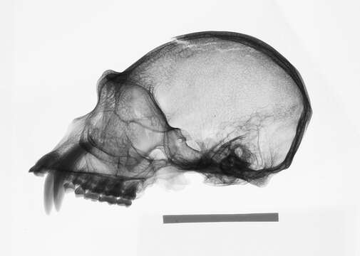 Image de Hylobates lar entelloides I. Geoffroy Saint-Hilaire 1842