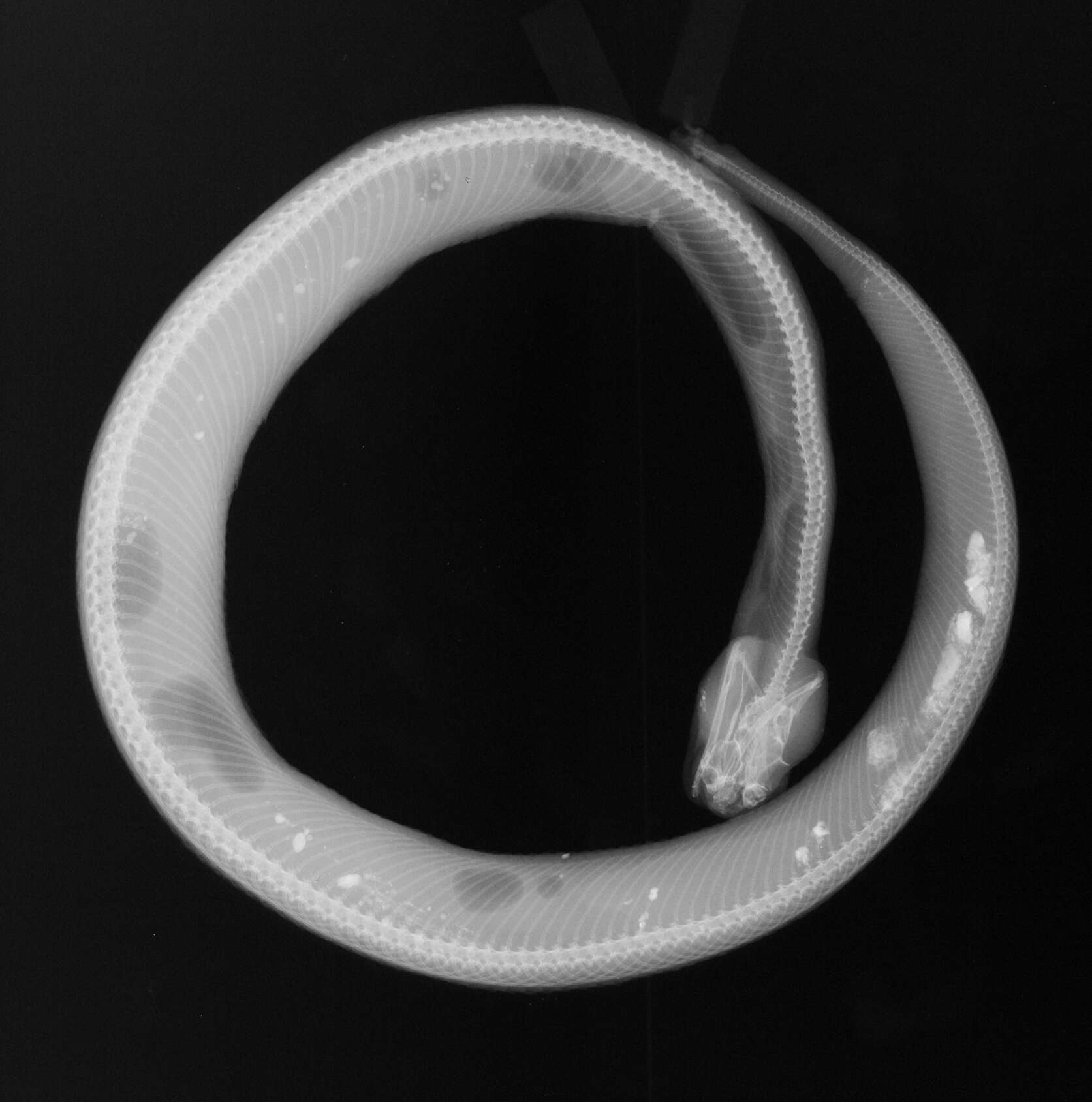 Image of Crotalus angelensis Klauber 1963