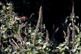 Слика од Achyranthes splendens var. rotundata Hillebr.