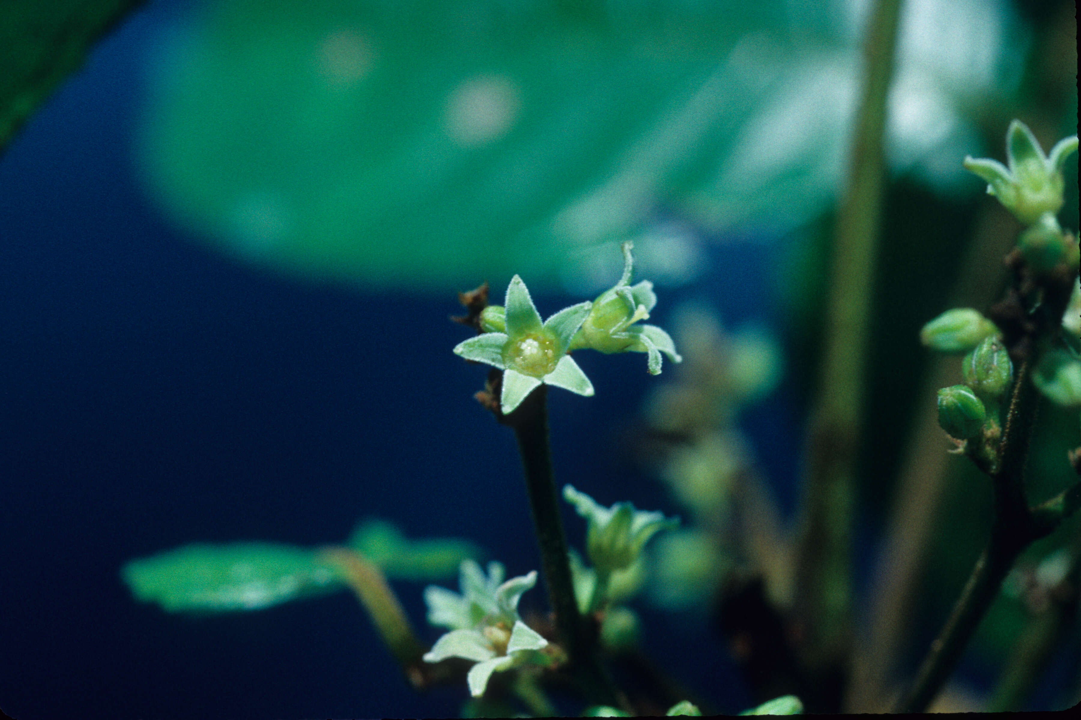 Image of Crepidospermum rhoifolium (Benth.) Triana & Planch.