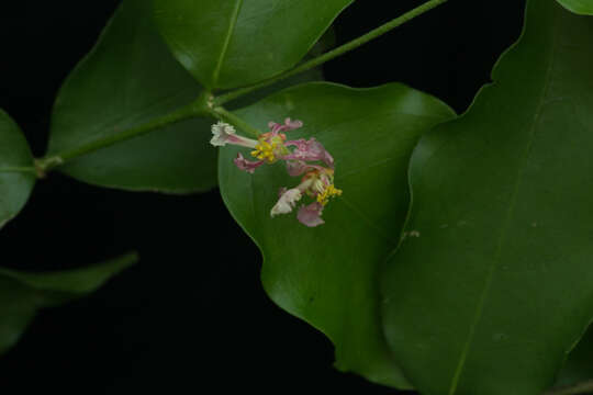 Image of wild crapemyrtle