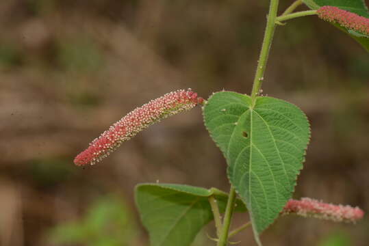 Acalypha lovelandii (McVaugh) McVaugh的圖片