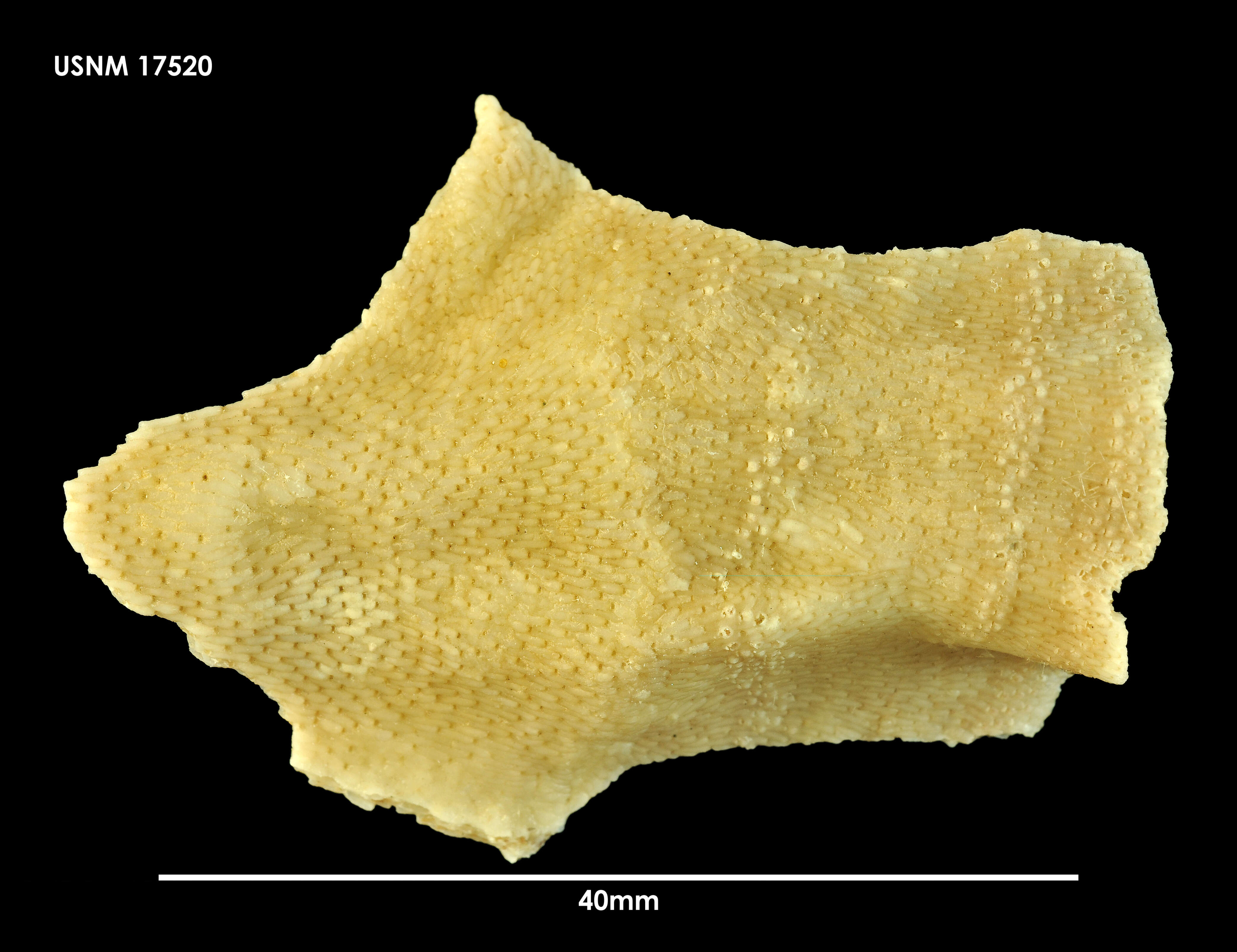 Image of Thrypticocirrus phylactelloides (Calvet 1909)