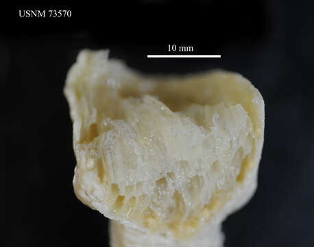 Alcyonium haddoni Wright & Studer 1889的圖片