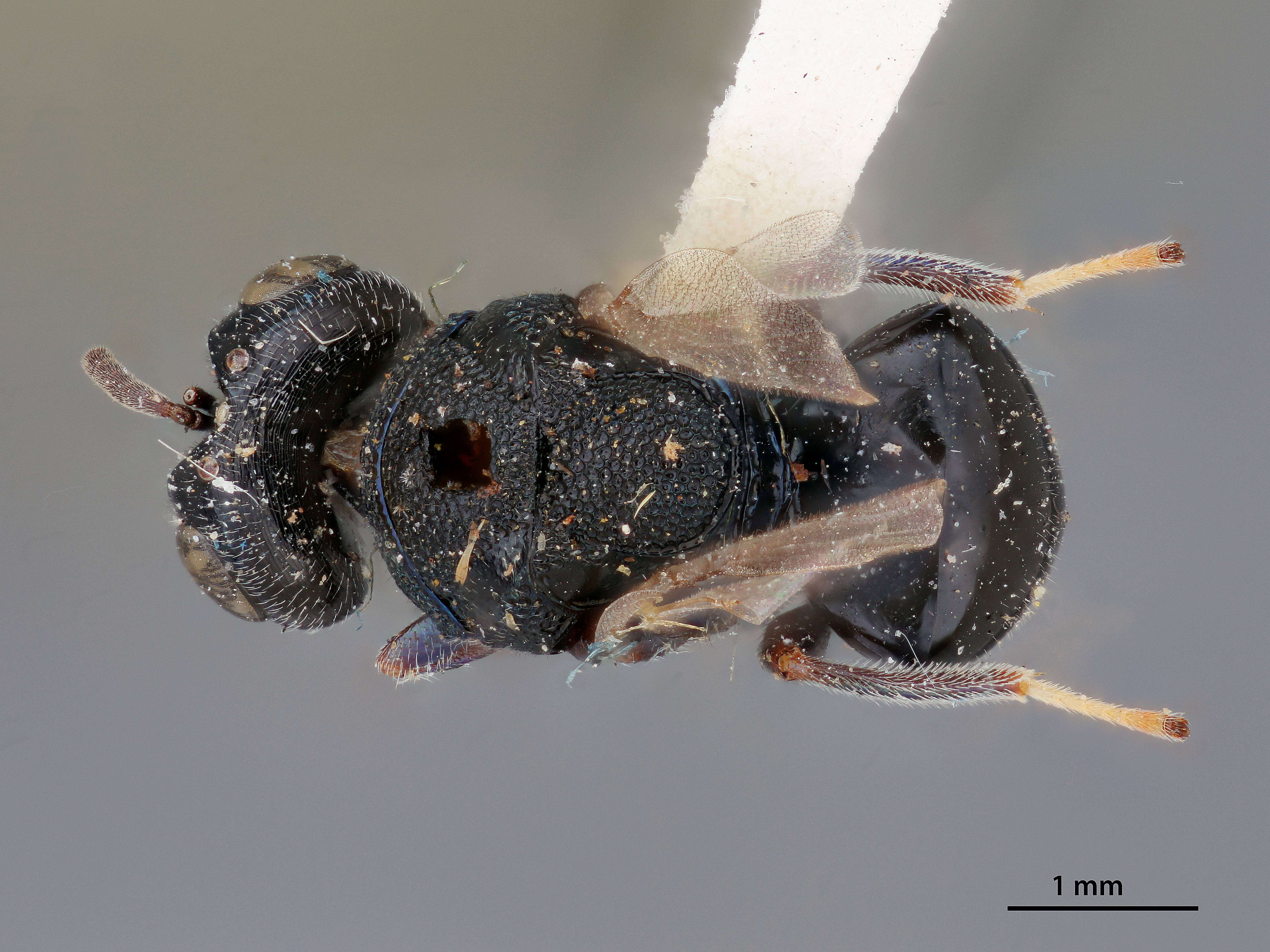 Image of Perilampus nesiotes Crawford 1911